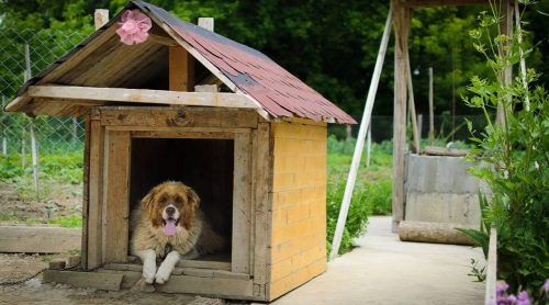 What to Consider When Building a Pet-Friendly Custom Home