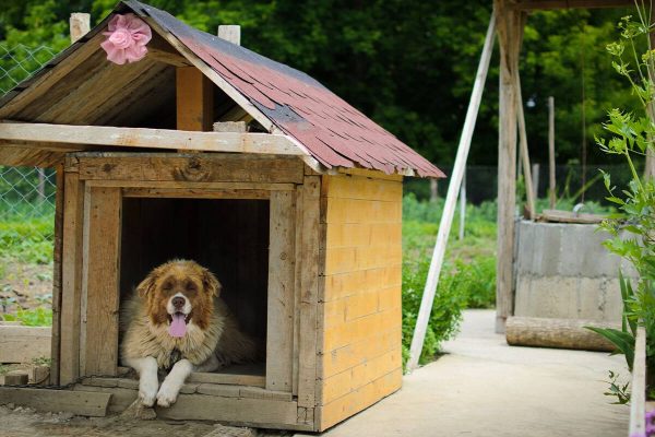 What to Consider When Building a Pet-Friendly Custom Home